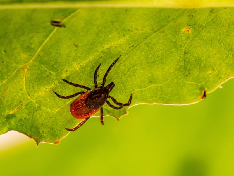 Hygienici varují před výskytem klíšťat, hlavně v okrese Šumperk a Jeseník